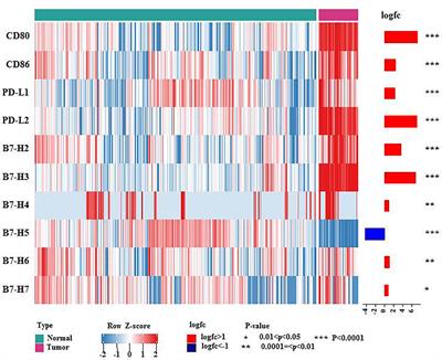 B7 Family Members in Lymphoma: Promising Novel Targets for Tumor Immunotherapy?